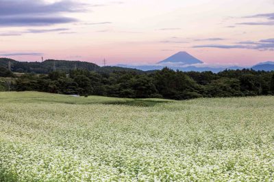 出展市町村一覧