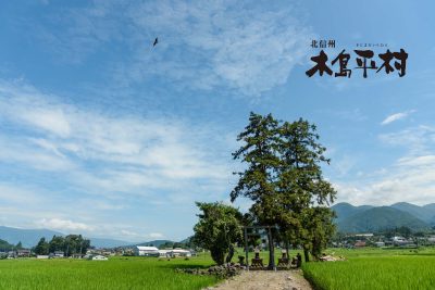 🍎出展市町村一覧🍎