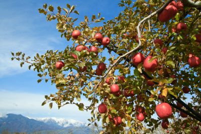 🍎出展市町村一覧🍎